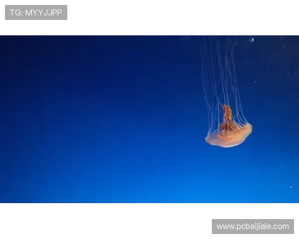 星空体育真人登陆账号注册流程详细介绍新手快速上手的完整步骤 星空体育真人登陆账号注册流程详细介绍新手快速上手的完整步骤